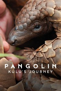 Pangolin: Kulu’s Journey