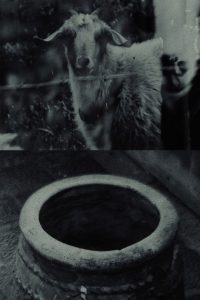 Though The Flock Shall Be Cut Off From The Fold